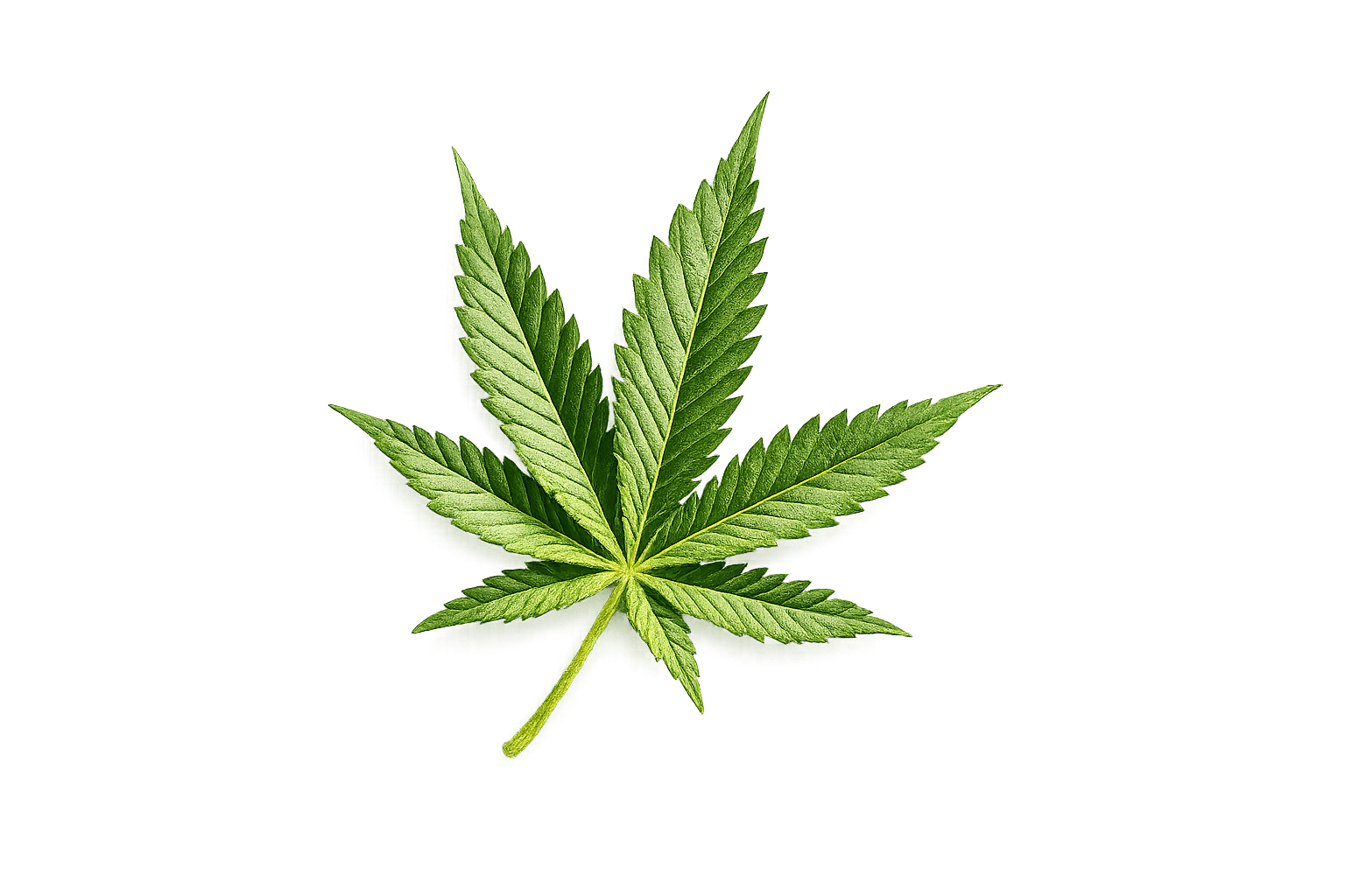 chatgpt image 13 févr. 2026, 09 30 58