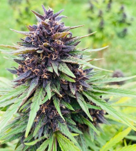 Notre ferme 5a758846 2722 42e1 a493 862a3b6c41c2