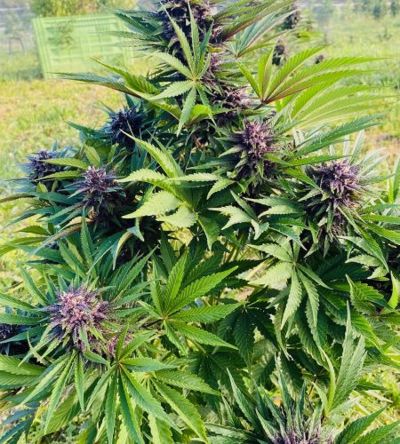 Notre ferme 8e271fed 613f 4a2a be03 eb64882db1eb